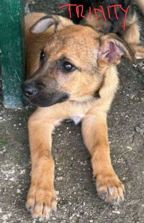 THEA ET TRINITY FEMELLE 1an et 6 MOIS NON STERILISEE A SAUVER DE GUADELOUPE  POUR ADOPTION 0 75018 Paris