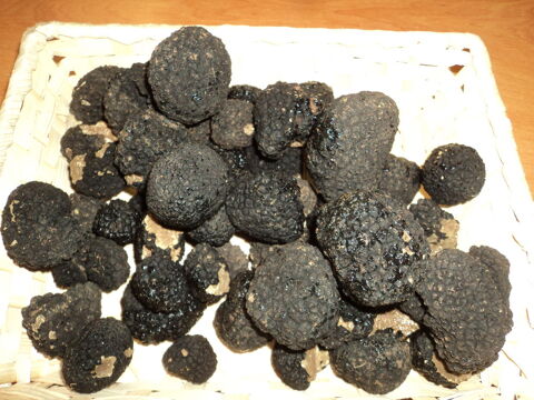 truffe de bourgogne
50 Quarr�-les-Tombes (89)