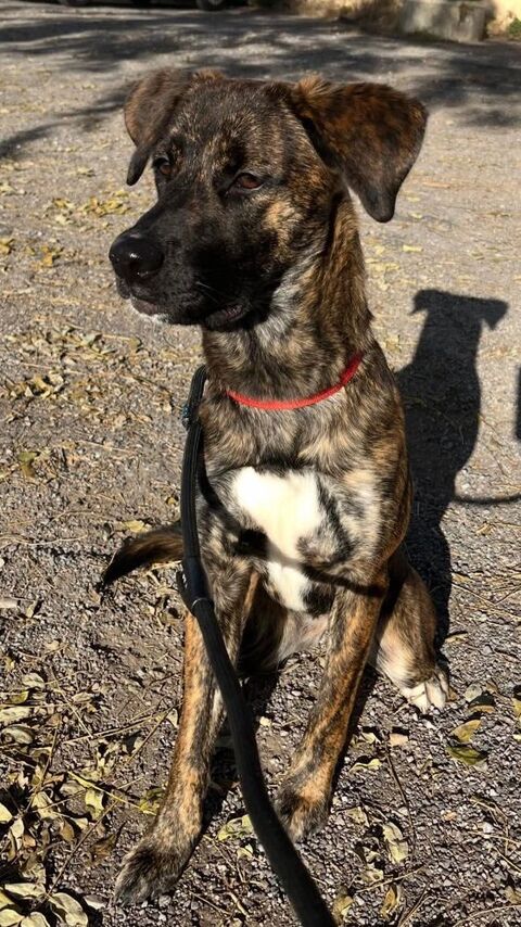 berger bring&eacute;e femelle, 1 an 200 12000 Rodez