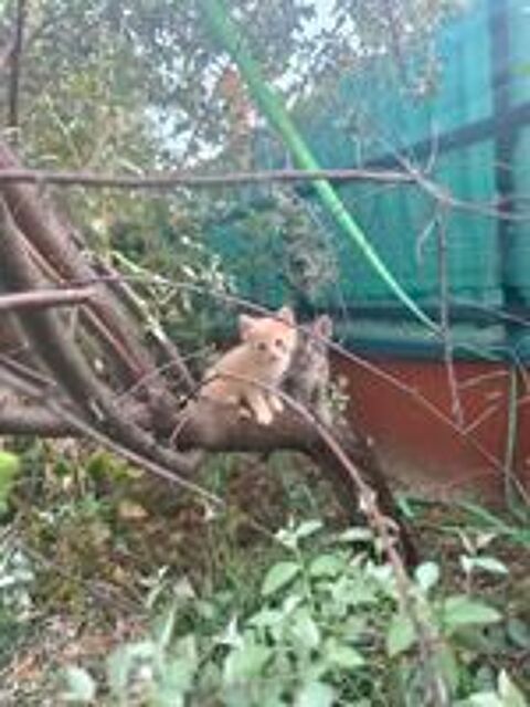   Chatons  