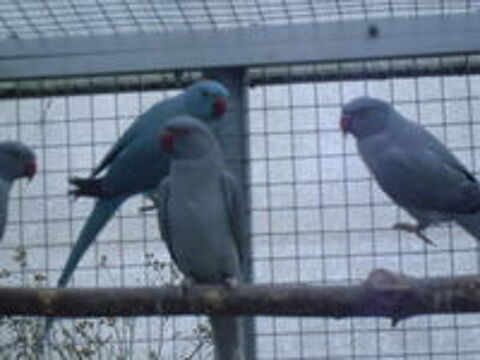   PERRUCHES A COLLIER OPALINE ET PORTEURS 