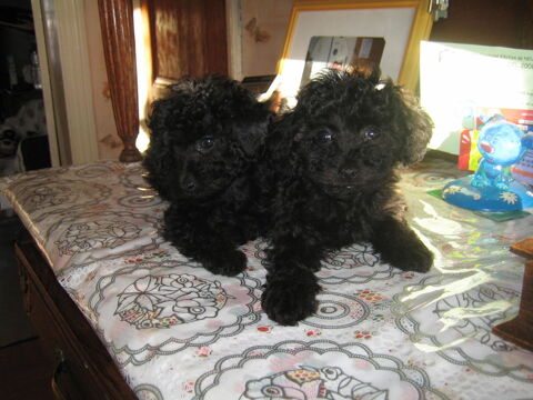 Chiot Caniche Toy  Femelle  ((Disponible de suite)) 1650 59400 Cambrai