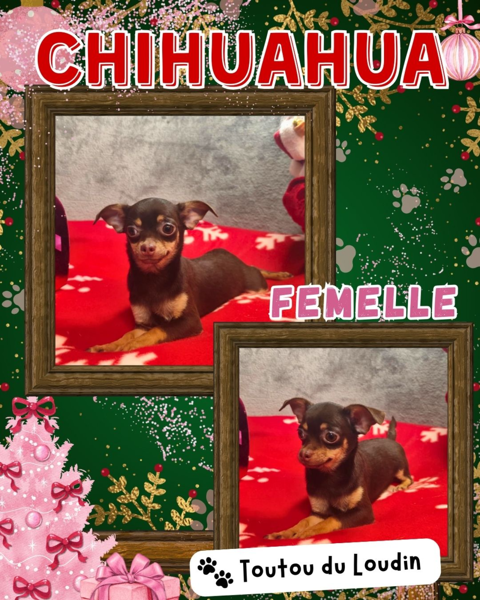 Chiot chihuahua femelle poils courts 550 18140 Pr�cy