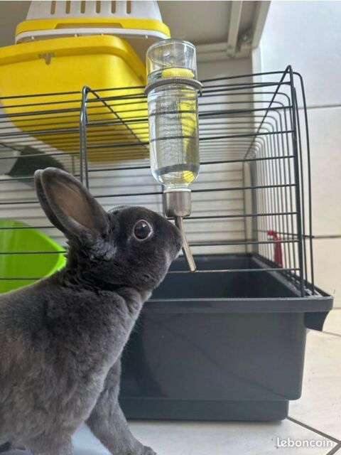 Donne lapine rex naine contre bons soins  0 38600 Fontaine
