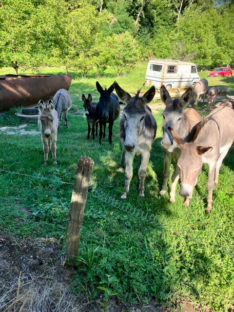 Ane anesse 350 38480 Le pont-de-beauvoisin