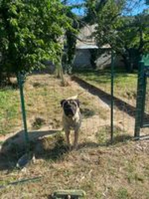   Donne chien Bullmastif mâle de 4,5 ans 