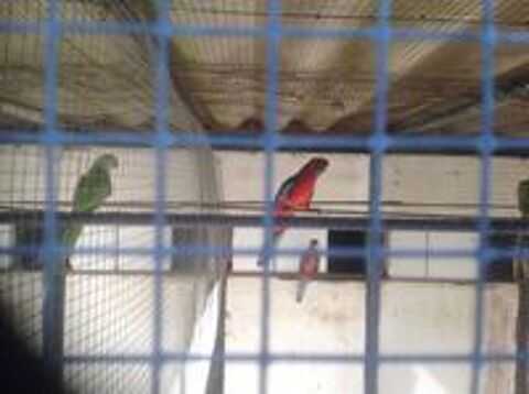   oiseaux exotiques 