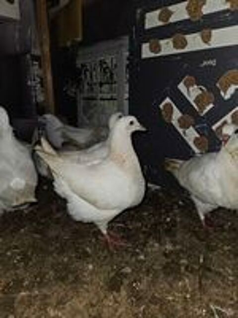   Pigeon texan  