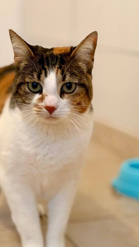 Chat MARIE THERESE &agrave; l adoption 200 26130 Saint-restitut