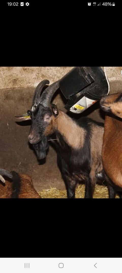 Bouc alpin 100 51300 Blacy