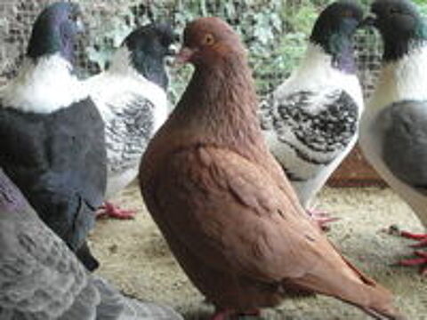   pigeons carneaux nés en /2025. des blancs, des rouges  