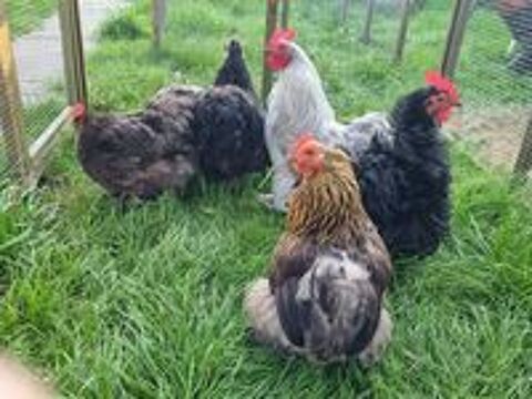   Poule, coq... 