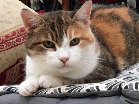 CAUSETTE, jolie chatte tricolore  adopter via l'association UMA 18370 Saint-saturnin