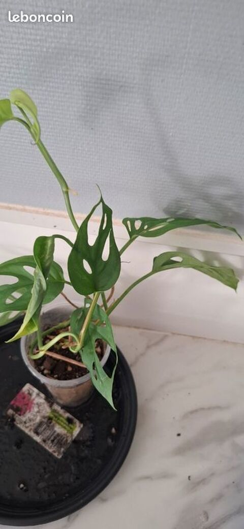 Monstera esqueleto bouture 43 Clermont-Ferrand (63)