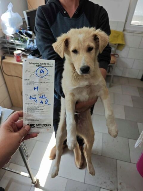 Damon, typé golden, à l'adoption 320 69001 Lyon