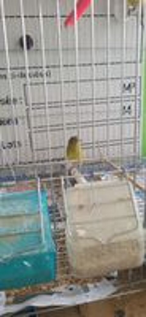   canari raza 2025 vert de petite taille 