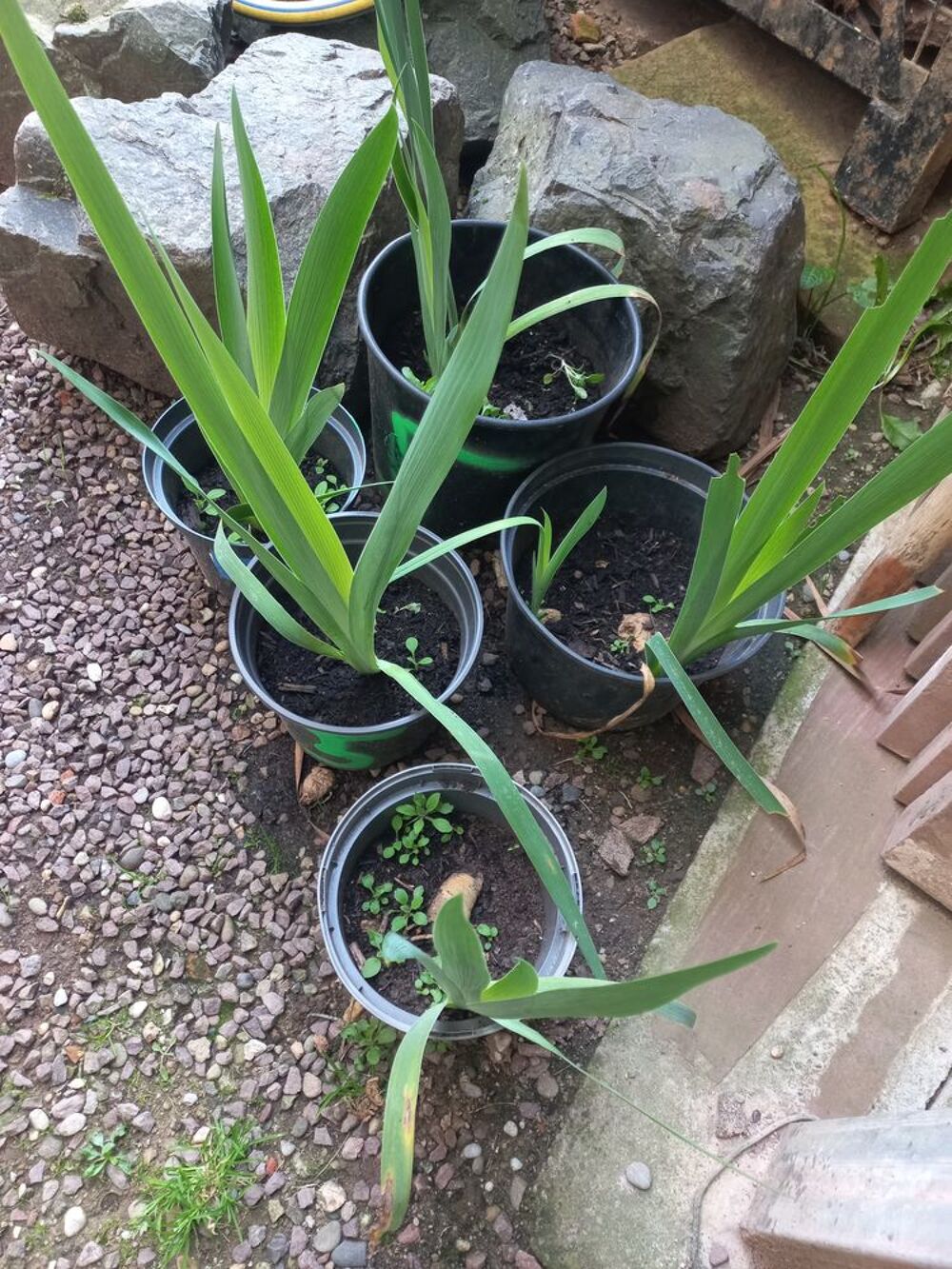 Plants d'iris de jardin de collection jaune cuivre Jardin