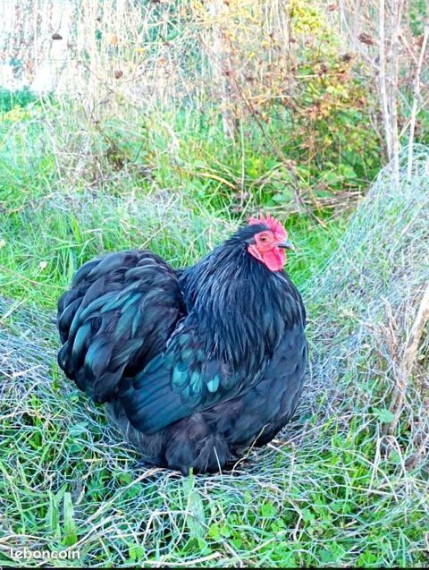 Coq p&eacute;kin noir 0 86210 Bonneuil-matours