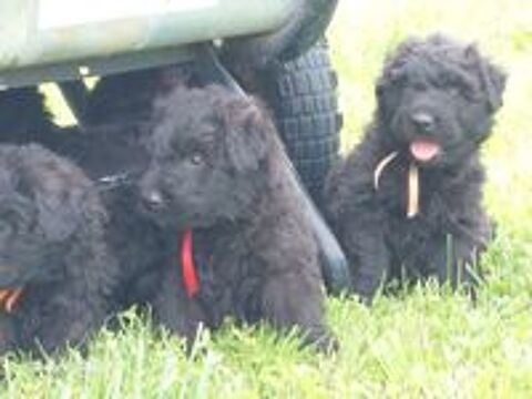   Chiots Bouvier des Flandres 