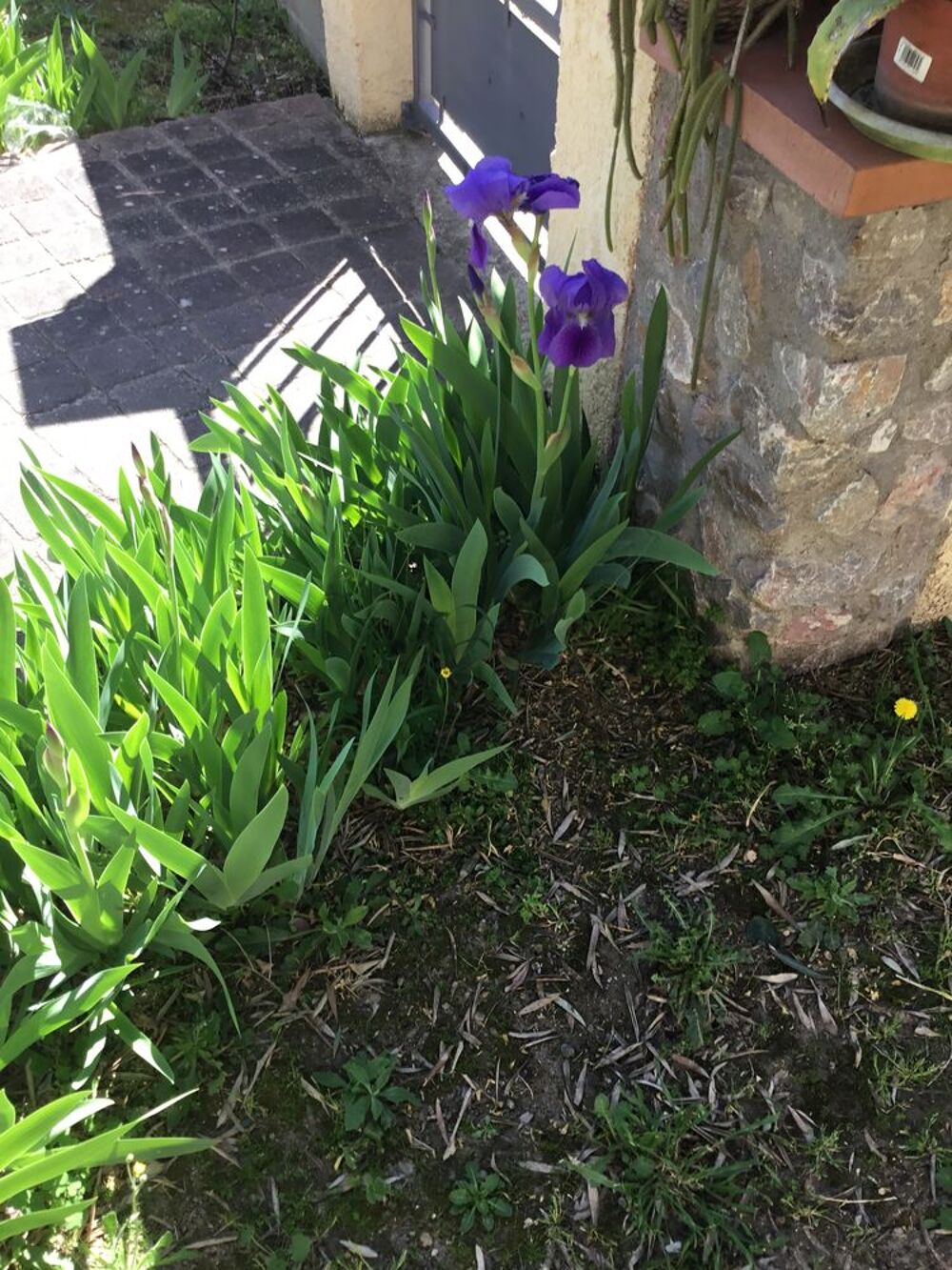 Tr&egrave;s beaux iris bleus /violets &agrave; replanter avec leurs bulbes Jardin