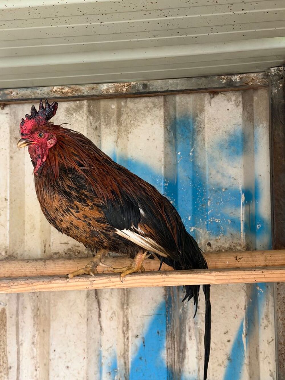 coq nain Jardin