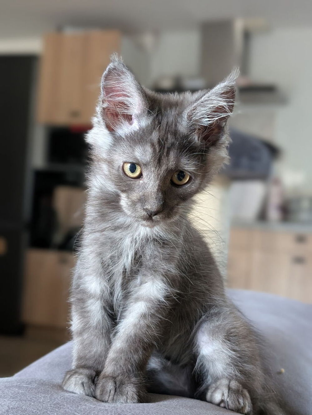   Chaton maine coon LOOF  