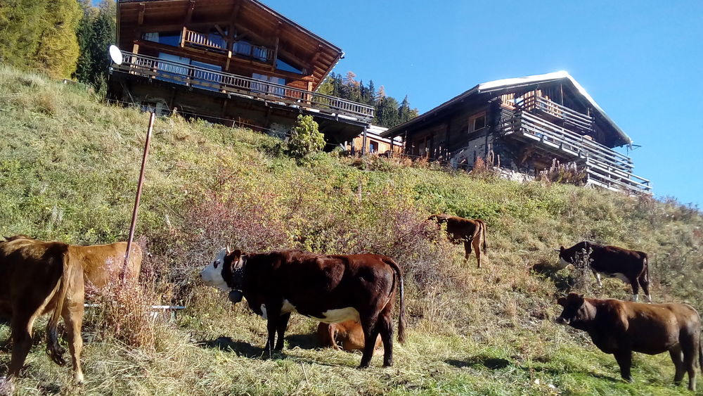 Vente Chalet Grand chalet La Plagne Vue soleil 