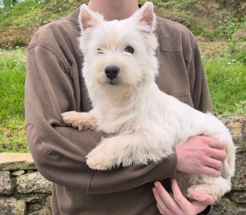 Chiot Westie 1600 56130 P�aule