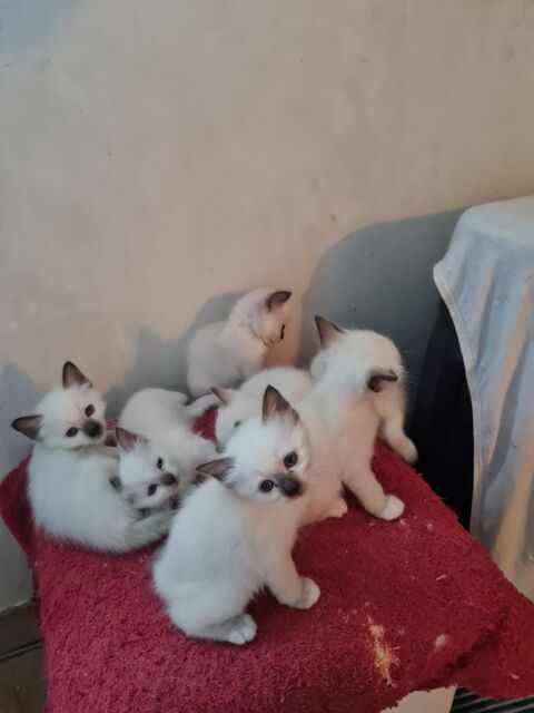 sacr de birmanie 06000 Nice