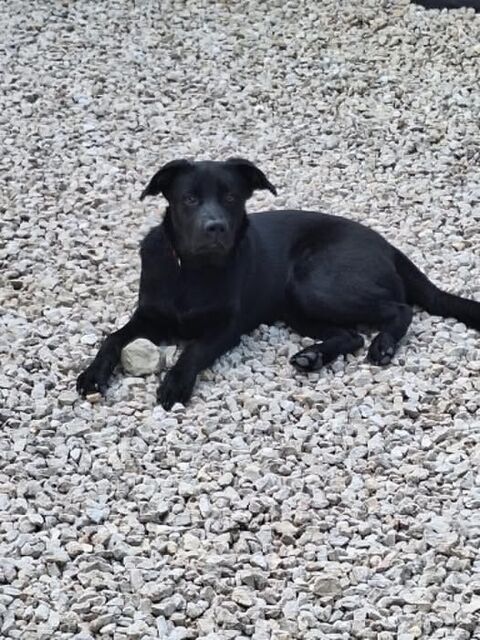 Chien SAM &agrave; l adoption 300 07370 Arras-sur-rh�ne