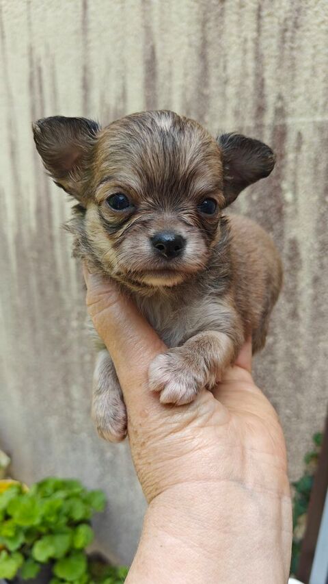 Mini chiots chihuahuas LOFS 1200 95000 Cergy