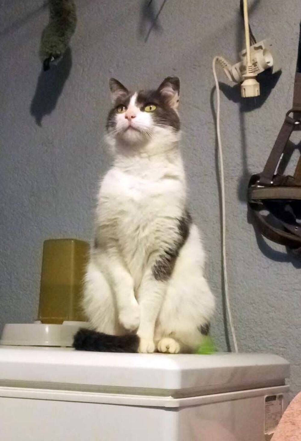   BELZEBUTH, magnifique chat gris et blanc à adopter via l'association UMA  