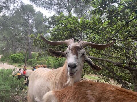 lot de chèvres pour éco-pâturage en grand pastoral.
1500 83400 Hyres