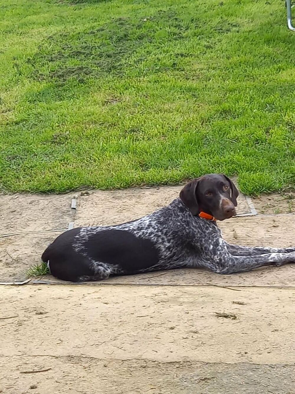   1 chienne braque allemand (marron truitée) 
