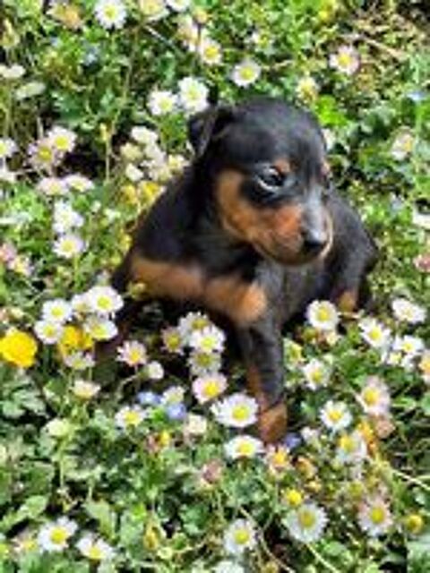   chiots pinscher nain inscrits au lof 