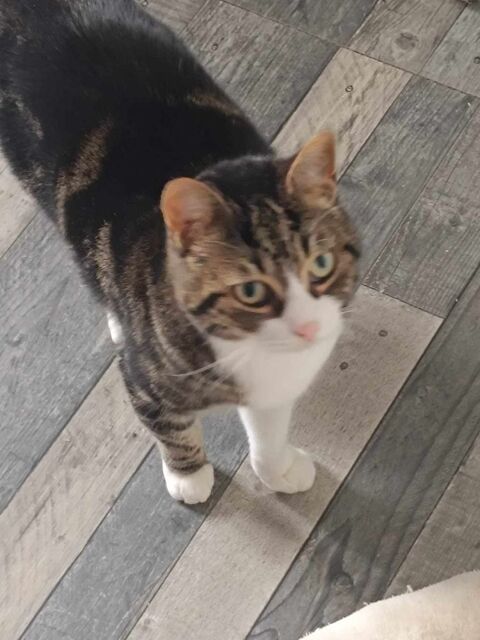 DIABLO 285 91810 Vert-le-grand