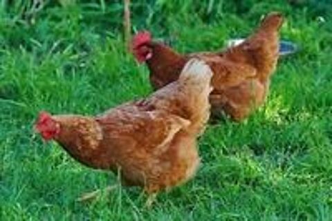   Excellentes jeunes poules pondeuses Isa Brown, grain-paille 