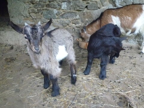 Chevreau nain 80 19000 Tulle