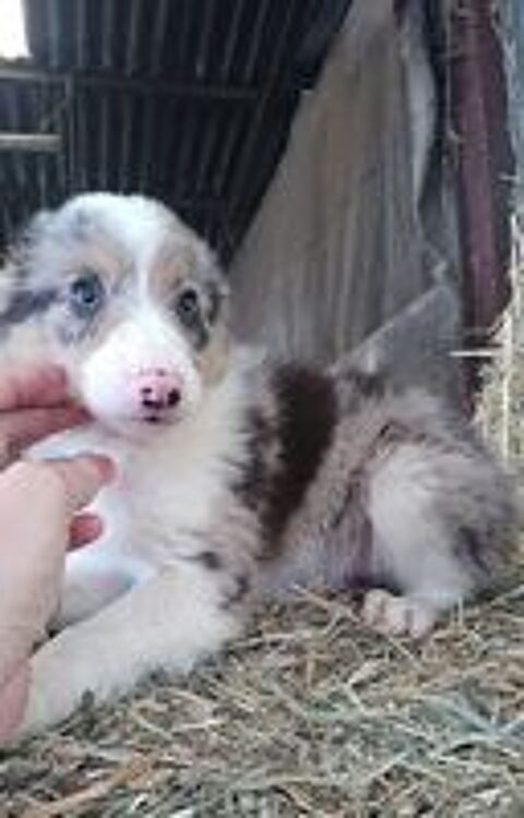   chiots border collie 