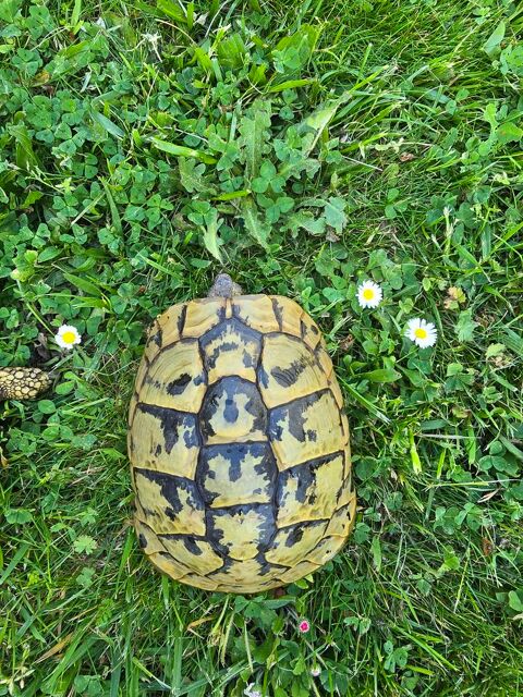 Tortue femelle adulte Herm.Bottg yellow 300 31120 Portet-sur-garonne