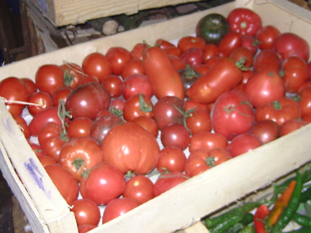 tomates du jardin sans traitement Jardin