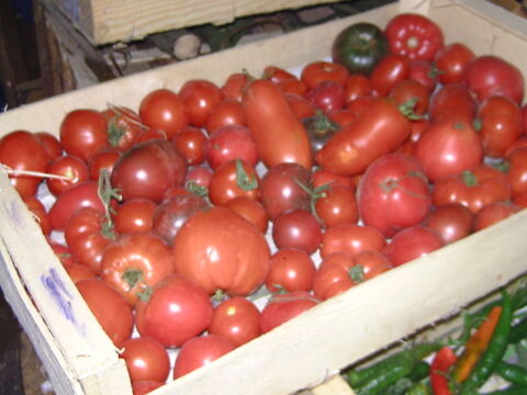 tomates du jardin sans traitement 2 Vrély (80)