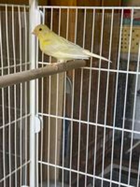   Canaris  