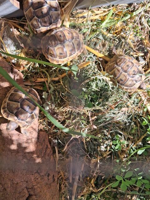 Tortues de terre 70 09400 Tarascon-sur-ari�ge