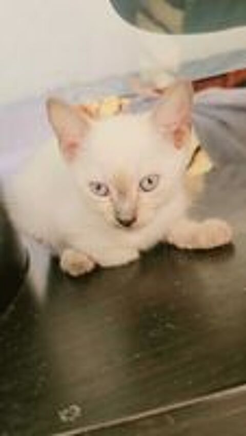   chaton siamoi femelle 