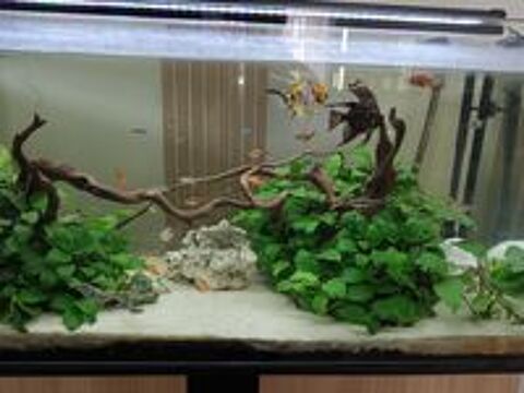   aquarium 220L complet
06 41 90 46 05  