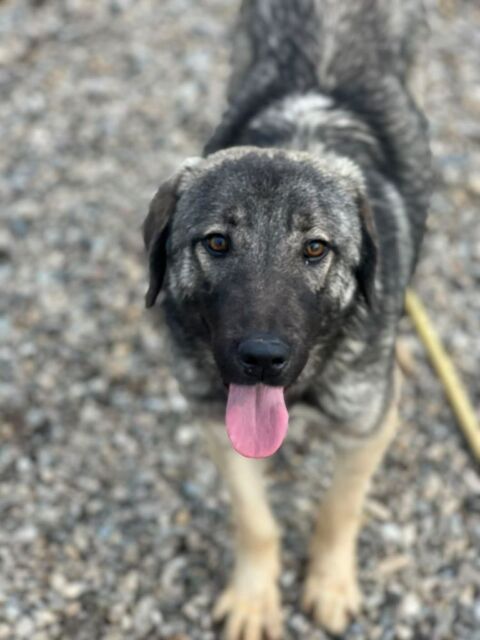  SHEILA crois&eacute;e de 8 mois 300 59300 Valenciennes