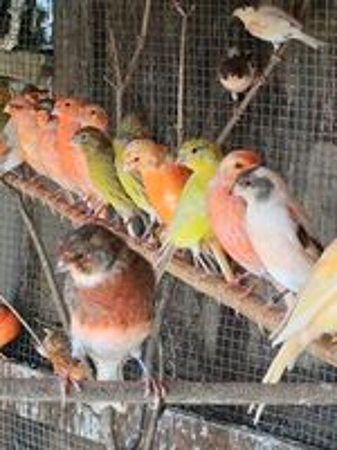   Canaris  