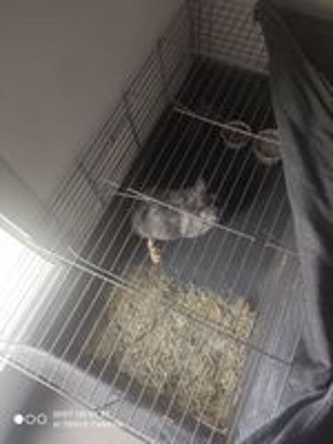   Lapin angora  
