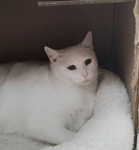 NIEVES 240 27620 Gasny